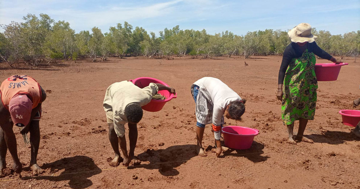 Restauration et Conservation des Mangroves Région Boeny