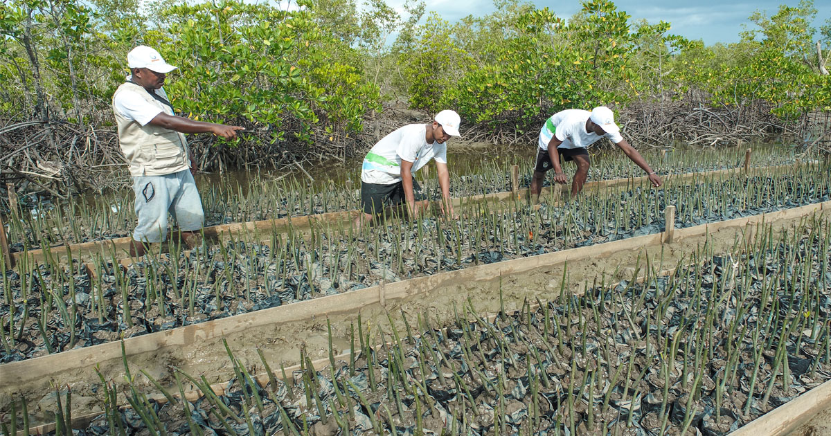 Restauration et Conservation des Mangroves Région Menabe