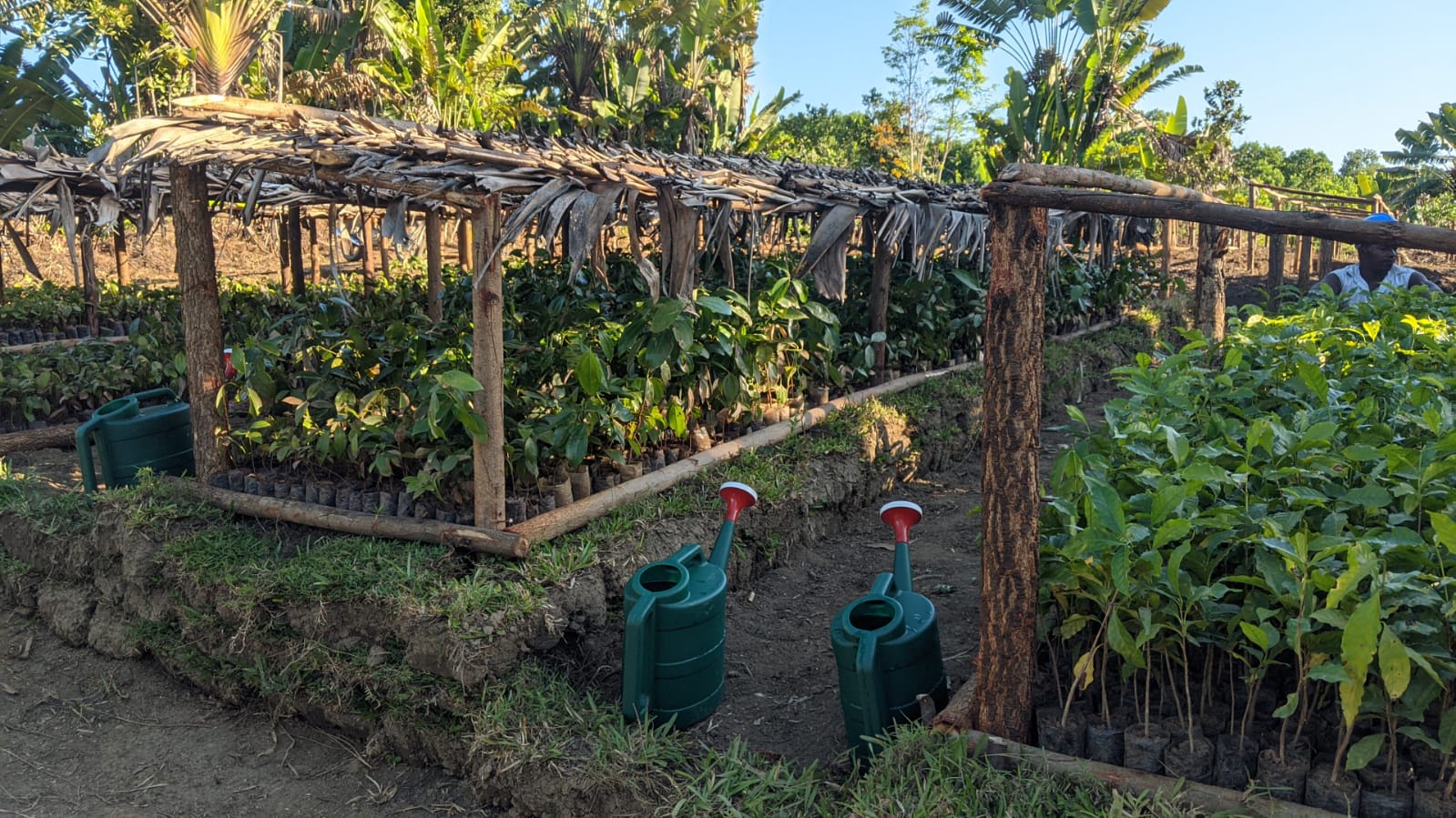 Conduite et mise en place des activités de reboisement et restauration du paysage