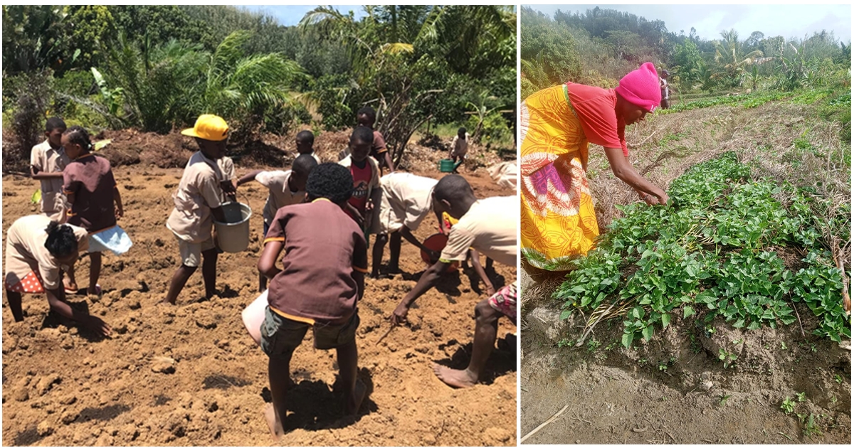 Sainte Marie Agroforesterie Initiative (SMAI) 